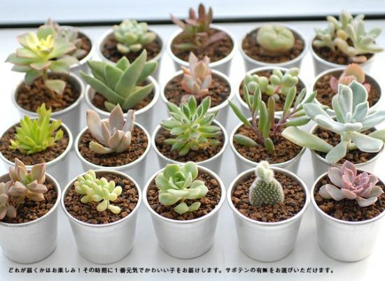 多肉植物怎样养(新手入门篇) 多肉植物怎样养(新手入门篇)