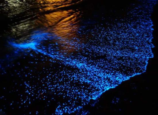 海滩发光浮游植物 海滩发光浮游植物