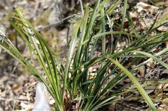 六个方面轻松辨别野生兰草品种_得克植物网