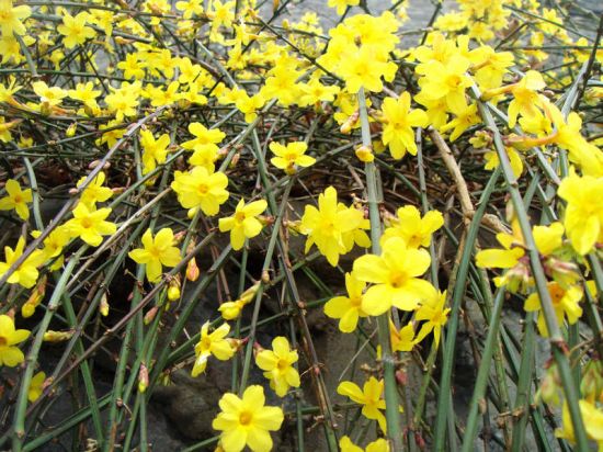 迎春枝繁叶茂不开花怎么办