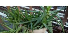 旋转芦荟怎么养