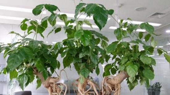 幸福树烂根 幸福树烂根