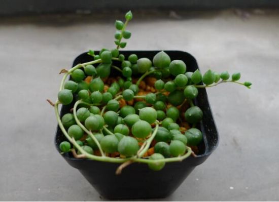 多肉植物怎样养(新手入门篇) 多肉植物怎样养(新手入门篇)