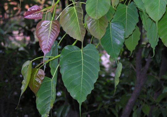 嫩绿的叶子图片 嫩绿的叶子图片