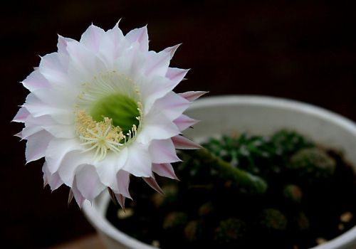 仙人球花 仙人球花