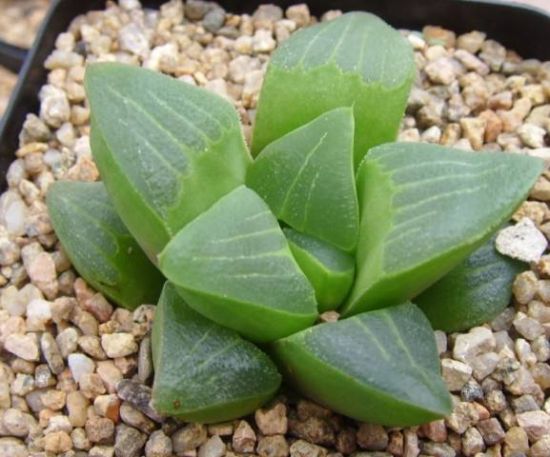 十二卷属的种植方法 十二卷属的种植方法