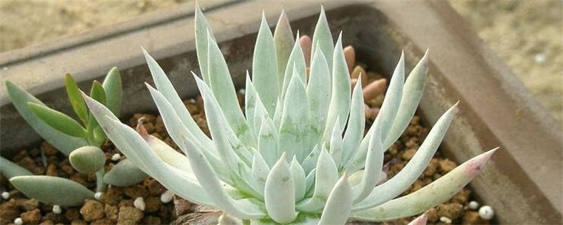 仙女杯怎么养？多肉仙女杯的养殖方法和注意事