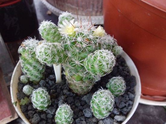 【图】多肉白鸟与银手指的区别 【图】多肉白鸟与银手指的区别