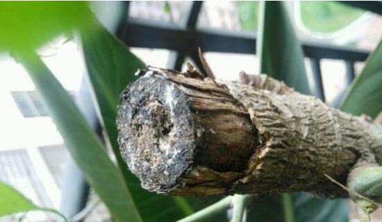 幸福树烂根 幸福树烂根