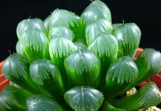 十二卷属的种植方法 十二卷属的种植方法