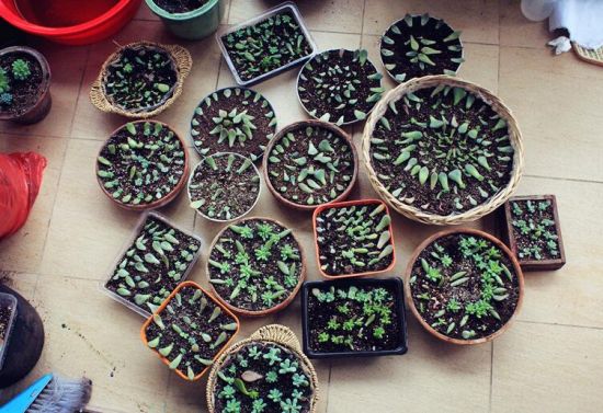多肉植物怎样养(新手入门篇) 多肉植物怎样养(新手入门篇)