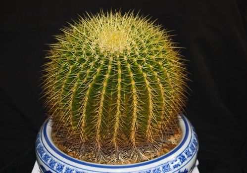 金虎仙人球 金虎仙人球