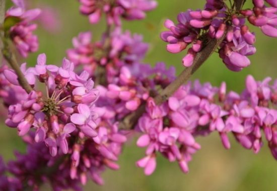 紫荆 紫荆