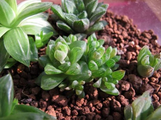 十二卷属的种植方法 十二卷属的种植方法