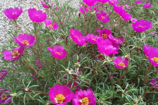 太阳花爆盆的种植方法：4个要点让太阳花疯长爆