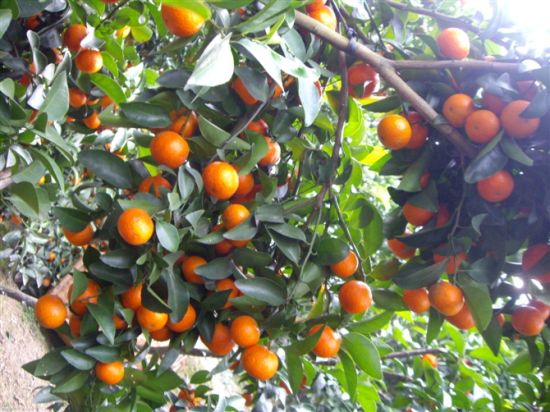 沙糖桔的功效与作用 沙糖桔的功效与作用