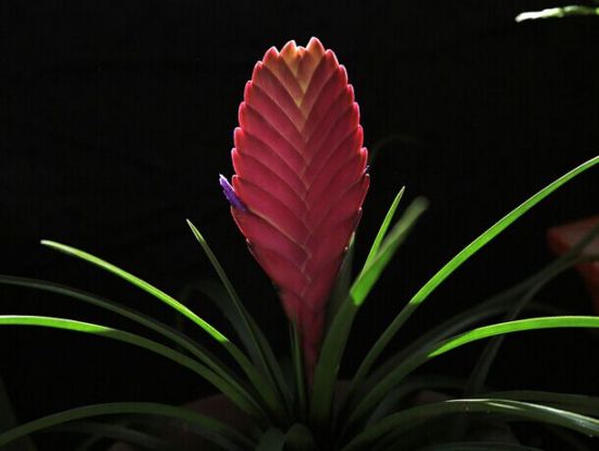 美丽的铁兰花 美丽的铁兰花