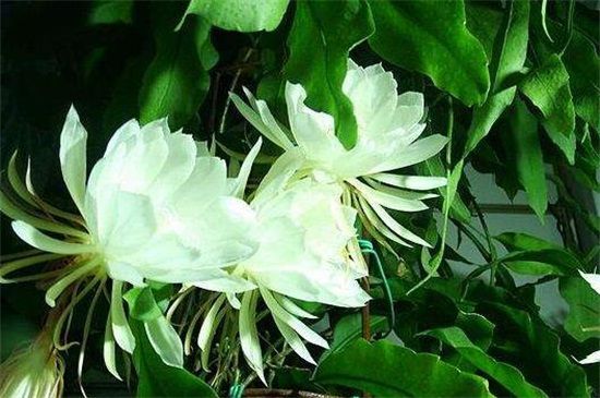 昙花象征着什么样的人，美丽奔放的女子与执着