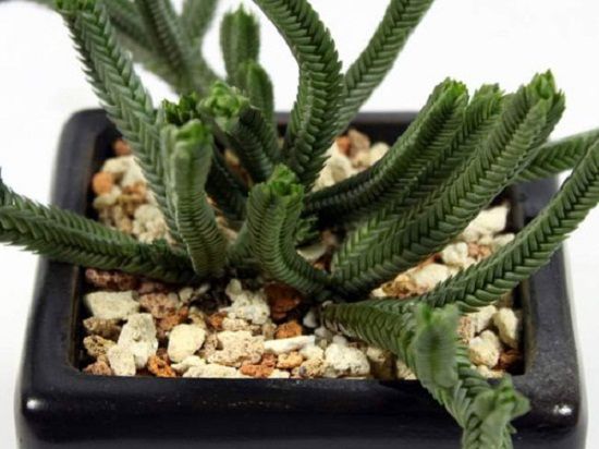 夏种型多肉——青锁龙 夏种型多肉——青锁龙