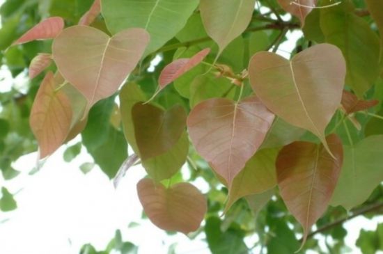 菩提树嫩叶图片 菩提树嫩叶图片