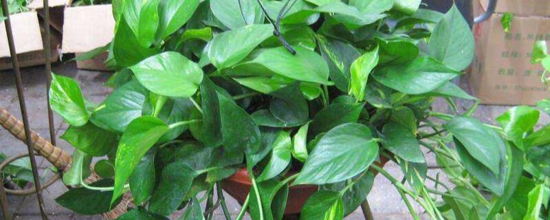 扦插绿萝的生长过程和肥水管理