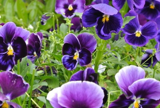 美丽的三色堇 美丽的三色堇