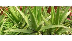 下雨天芦荟可以淋雨吗