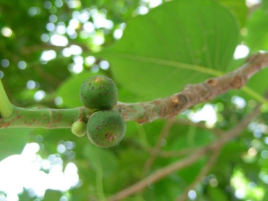 菩提树的果实图片 菩提树的果实图片