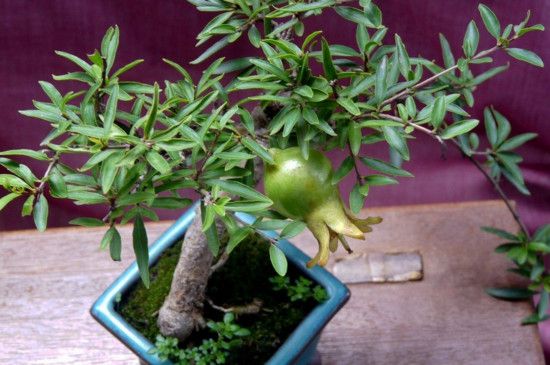 石榴花盆景怎么扦插？石榴花盆景的扦插方法