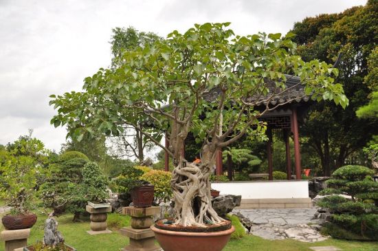 菩提树盆栽图片 菩提树盆栽图片