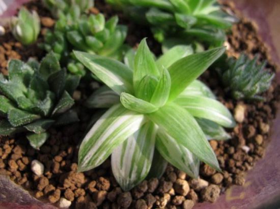 十二卷属的种植方法 十二卷属的种植方法