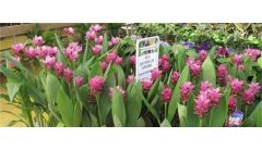 姜荷花如何扦插