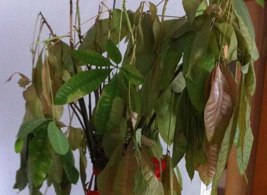 发财树新叶子枯萎脱落的原因和解决方法