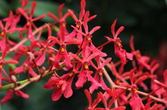 火焰兰怎么吃？火焰兰的功效与作用