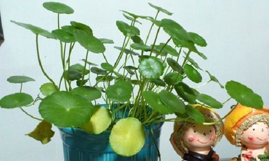 这种正常的“代谢黄” 这种正常的“代谢黄”