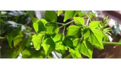 幸福树落叶子怎么回事