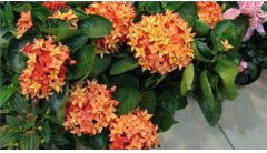 仙丹花怎么修剪好？仙丹花的修剪方法步骤