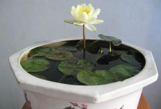 水莲花水养还是土养？水养易发育不良/土养花开