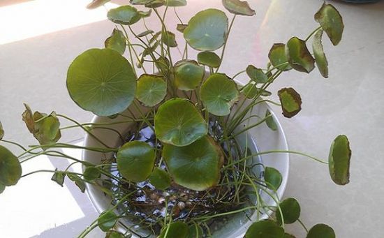 这种就属于不正常的“全株黄” 这种就属于不正常的“全株黄”