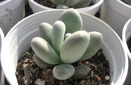 夏种型多肉——星美人 夏种型多肉——星美人