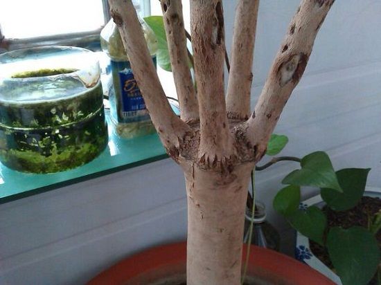 茶花嫁接成活的植株 茶花嫁接成活的植株