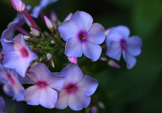 宿根福禄考 宿根福禄考