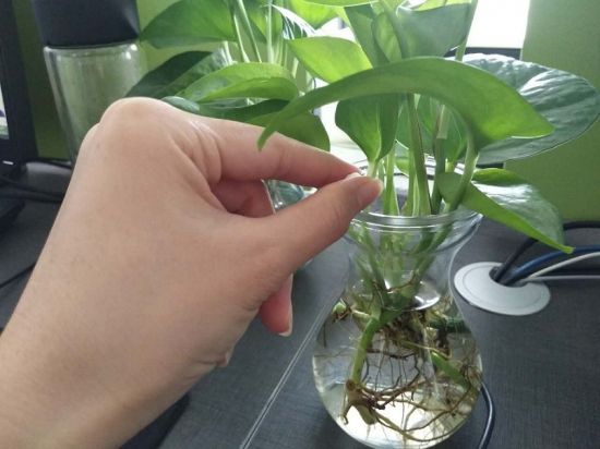 甲硝唑养花 甲硝唑养花