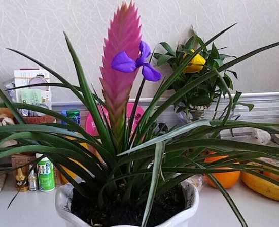 家里养殖的铁兰花 家里养殖的铁兰花