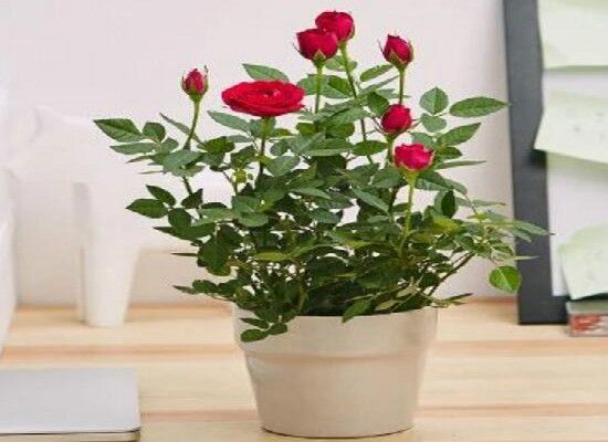 玫瑰花为什么突然枯萎，玫瑰花叶子枯萎怎么办