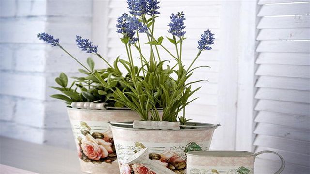 薰衣草几月份开？薰衣草通常是在6～8月份开花