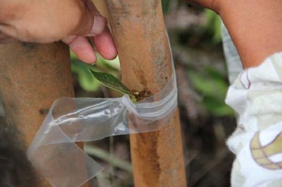 茶花如何嫁接——撕皮嵌接法 茶花如何嫁接——撕皮嵌接法