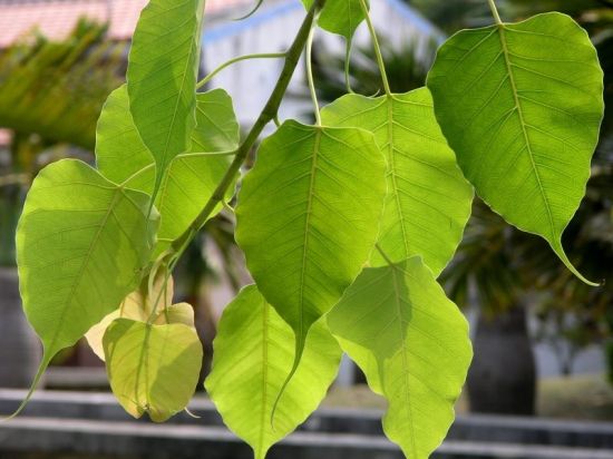 菩提树枝垂下来图片 菩提树枝垂下来图片