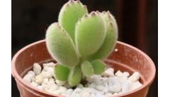 夏天如何养熊童子？熊童子的夏季养殖技巧