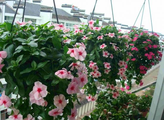 朝西的阳台植物 朝西的阳台植物